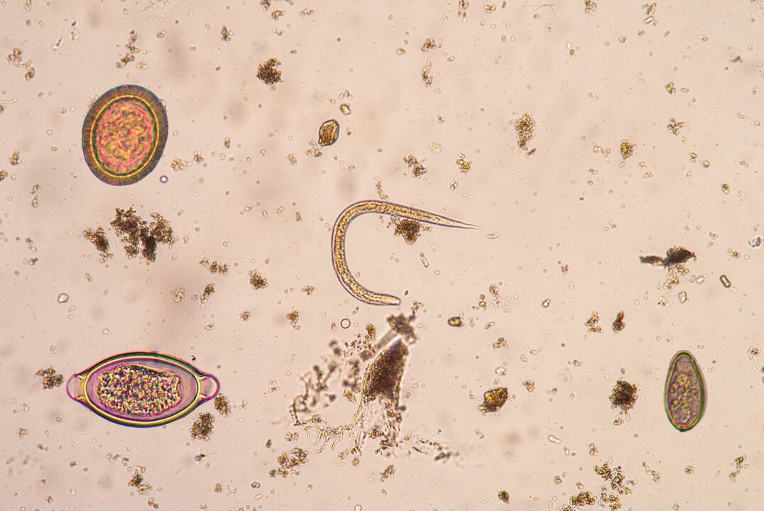 Fase larvaria dos parasitos subcutáneos