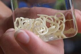 Parasitos do corpo humano