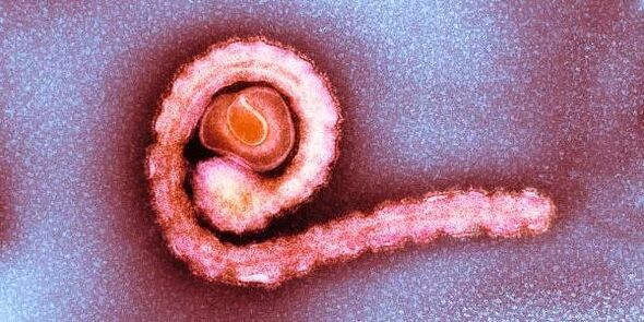 Tenia anana no corpo humano