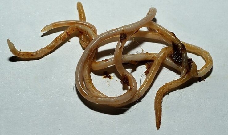 Toxocara do corpo humano