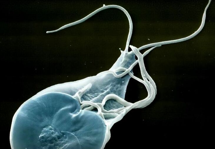 lamblia intestinal en humanos